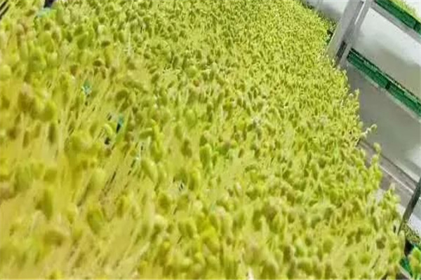 世博农业