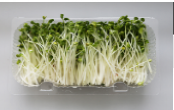 菜立方芽苗菜产品 门店图片
