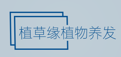 植草缘植物养发加盟