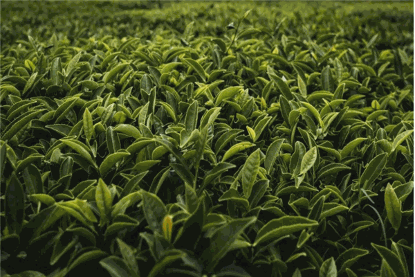 百岩茶业产品 门店图片