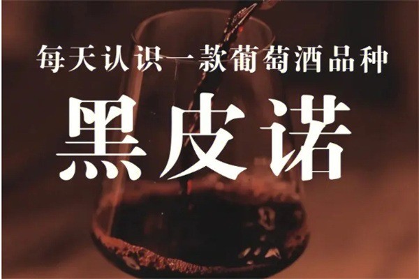 黑皮诺葡萄酒产品 门店图片