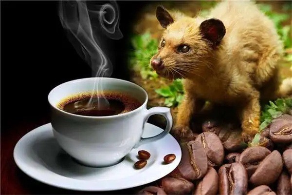 麝香猫咖啡产品 门店图片
