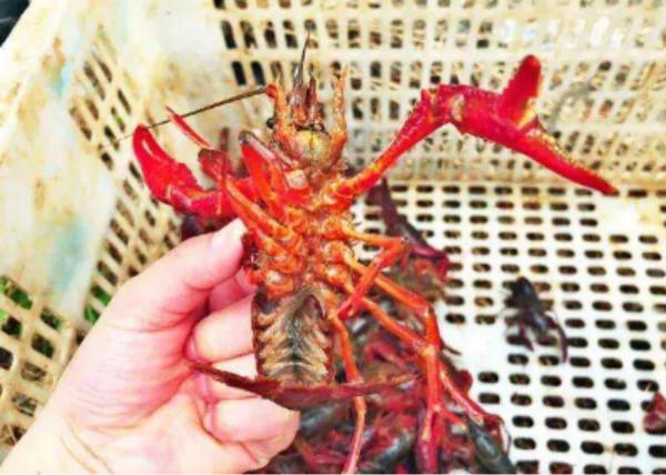 湖畔龙虾加盟费用多少钱?万元让你发家致富