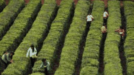 香炉山加盟