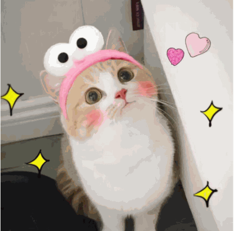 喵七公