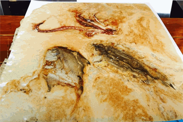 八爪鲜生海鲜化石饼