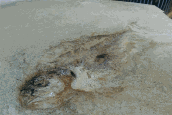 八爪鲜生海鲜化石饼
