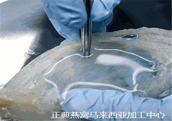正典燕窝马来西亚加工中心