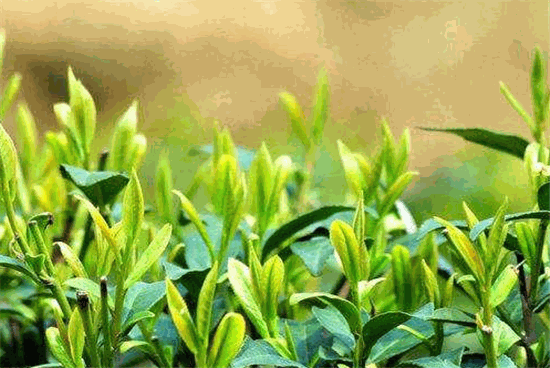 山间嫩芽特点：