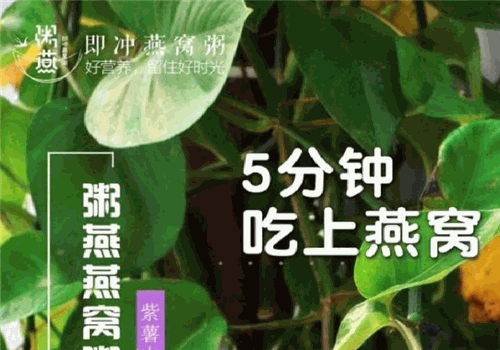粥燕