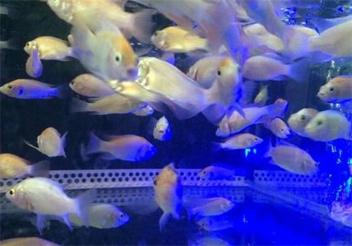鱼之吻
