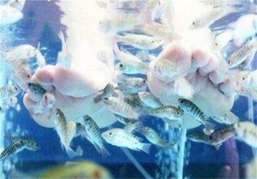 艾尚鱼足浴