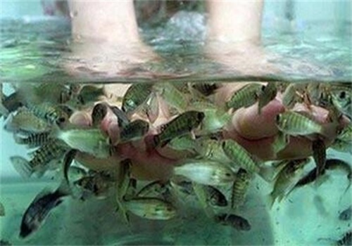艾尚鱼足浴产品 门店图片