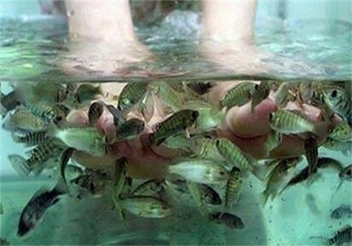 卡哇鱼足浴