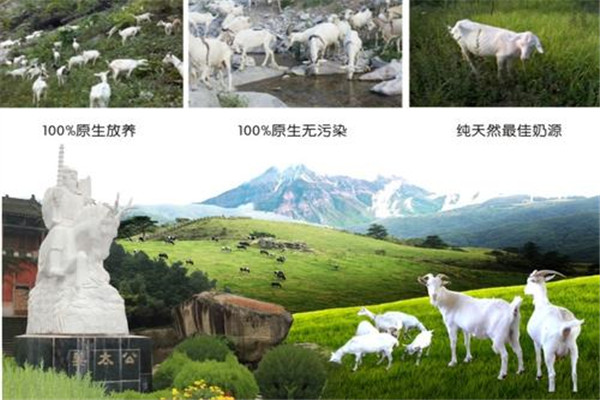 臻牧羊奶粉产品 门店图片