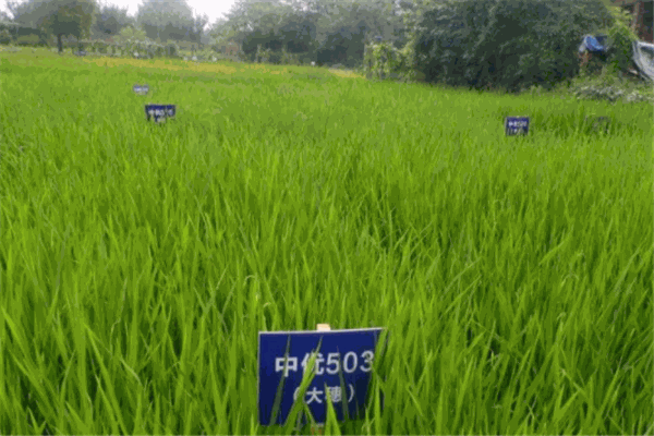 穗农生物科技