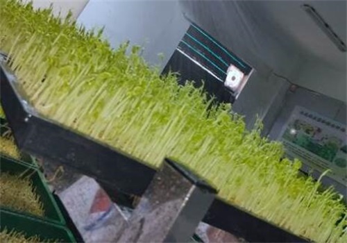 菜之初芽苗菜