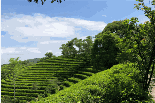 茶与田