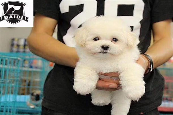 拜迪宠物产品 门店图片