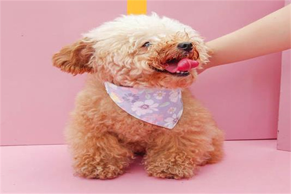 宠贝贝宠物用品产品 门店图片
