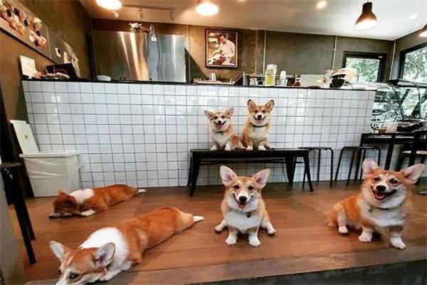 宠物咖啡店产品 门店图片