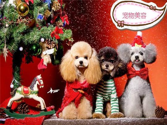 派德宠物产品 门店图片