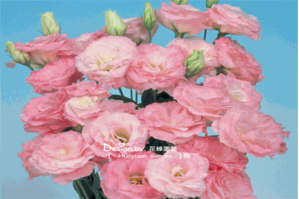 花缘优美