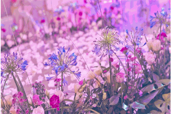 花缘优美
