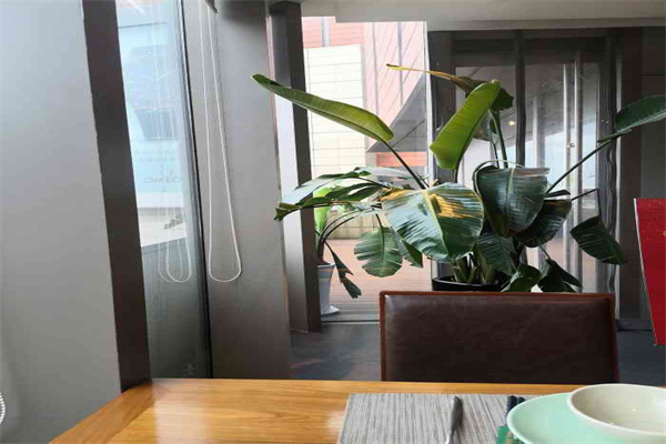 mangotree产品 门店图片
