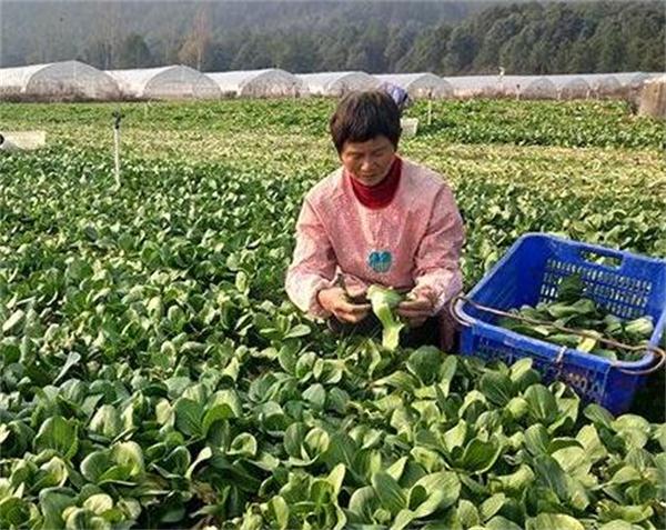 青原蔬菜产品 门店图片