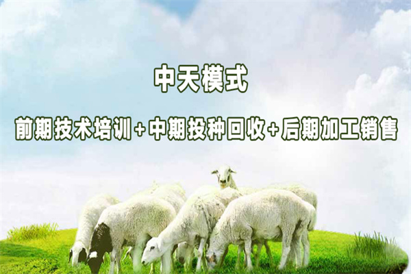 中天羊肉火锅产品 门店图片