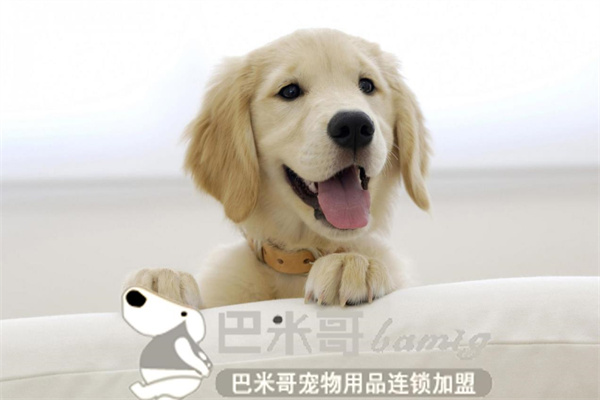 巴米哥宠物店