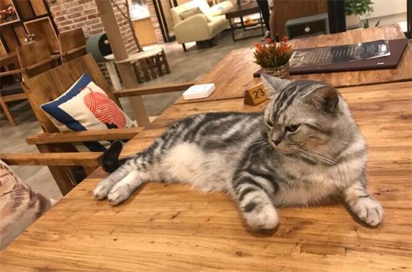 猫窝咖啡