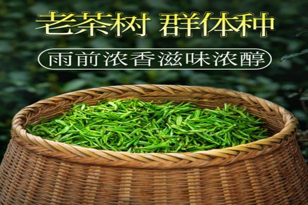 贡牌龙井产品 门店图片