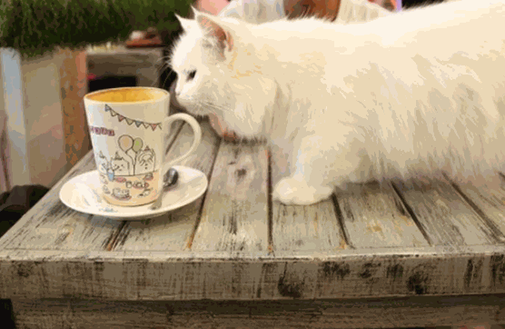 猫咖啡产品 门店图片