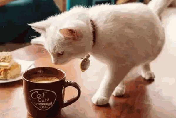 猫咖啡产品 门店图片