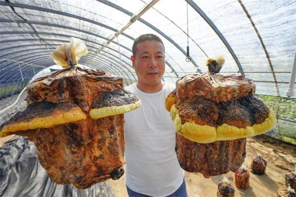桑黄种植