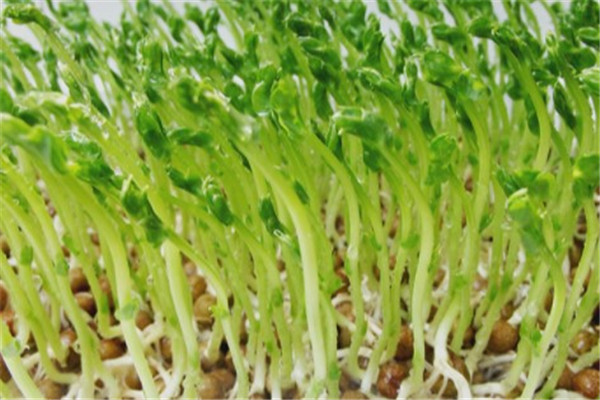 绿国鑫源芽苗菜产品 门店图片
