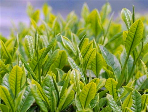 美茗产品 门店图片