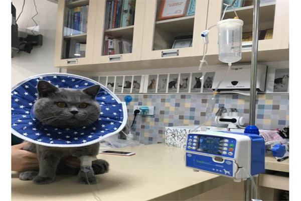 福懋宠物医院产品 门店图片