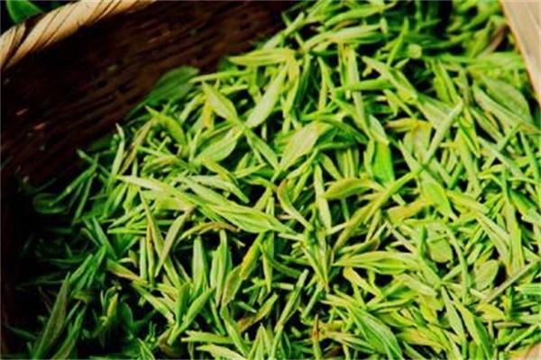 文新信阳毛尖产品 门店图片