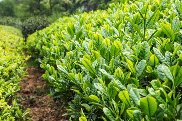 天露茗茶产品 门店图片