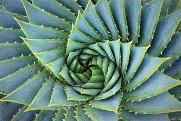 天然芦荟护肤品