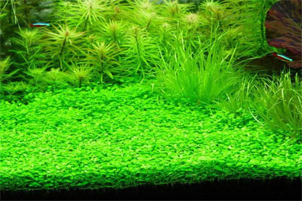 扬子生态水族产品 门店图片