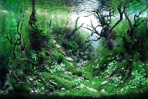 扬子生态水族产品 门店图片