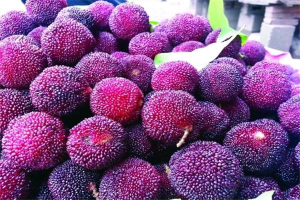 杨梅桃李产品 门店图片