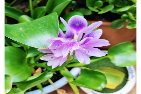 一水间花卉产品 门店图片