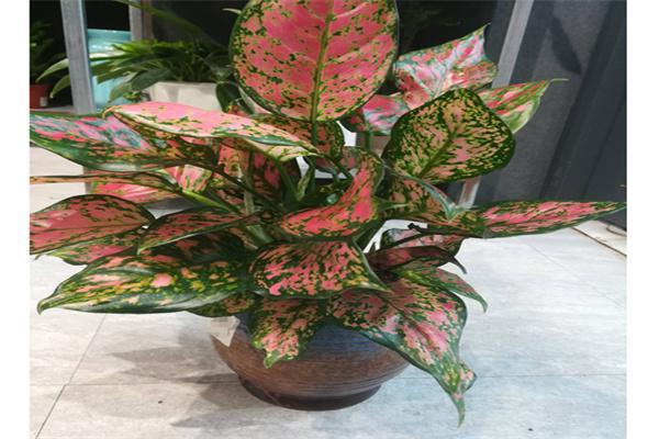 一水间花卉产品 门店图片