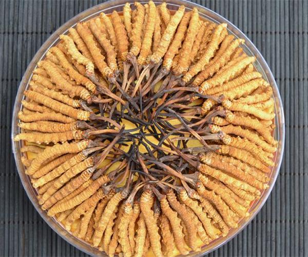 藏草堂冬虫夏草产品 门店图片
