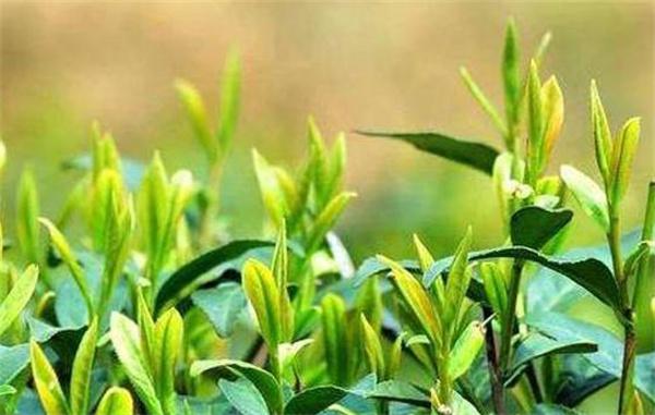 茶宝麦田产品 门店图片